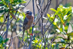 Dartford Warbler [Curruca undata undata]