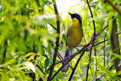 Blue-crowned Laughingthrush [Pterorhinus courtoisi]