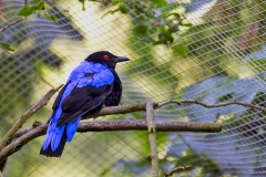 Asian Fairy-bluebird [Irena puella]