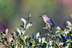 Gurney's Sugarbird [Promerops gurneyi gurneyi]