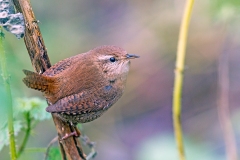 Eurasian Wren [Troglodytes troglodytes indigenus]
