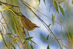 Cape White-eye [Zosterops virens virens]