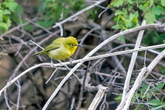 Cape White-eye [Zosterops virens virens]
