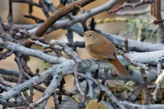 Southern House Wren [Troglodytes musculus chilensis]