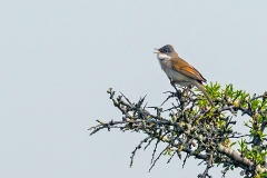 Common Whitethroat [Curruca communis communis]