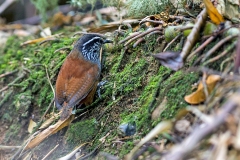 Grey-breasted Wood Wren [Henicorhina leucophrys collina]