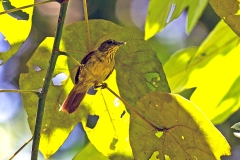 Pin-striped Tit-Babbler [Mixornis gularis gularis]