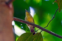 Pin-striped Tit-Babbler [Mixornis gularis gularis]