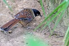 Spotted Laughingthrush [Ianthocincla ocellata artemisiae]