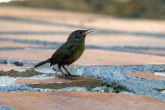 Southern House Wren [Troglodytes musculus intermedius]
