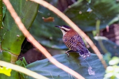 Rufous-backed Wren [Campylorhynchus capistratus capistratus]