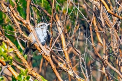 Timberline Wren [Thryorchilus browni]