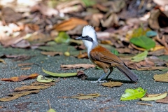 White-crested Laughingthrush [Garrulax leucolophus diardi]