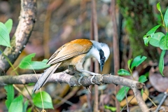 White-crested Laughingthrush [Garrulax leucolophus diardi]