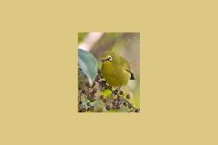 Northern Yellow White-eye [Zosterops senegalensis jacksoni]