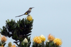 Cape Sugarbird [Promerops cafer]