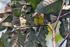 Northern Yellow White-eye [Zosterops senegalensis demeryi]