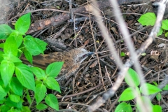 Hartlaub's Babbler [Turdoides hartlaubii griseosquamata]