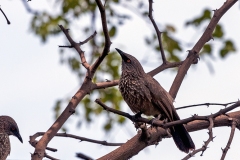 Arrow-marked Babbler [Turdoides jardineii tamalakanei]