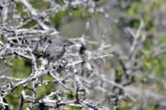 Layard's Warbler [Curruca layardi subsolana]