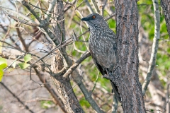 Arrow-marked Babbler [Turdoides jardineii jardineii]
