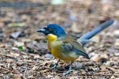 Blue-crowned Laughingthrush [Pterorhinus courtoisi]