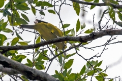 Southern Yellow White-eye [Zosterops anderssoni tongensis]