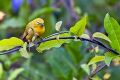 Southern Yellow White-eye [Zosterops anderssoni anderssoni]
