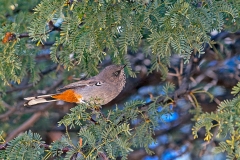 Chestnut-vented Warbler [Curruca subcoerulea cinerascens]