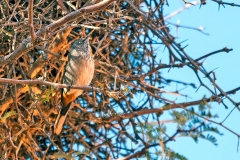 Chestnut-vented Warbler [Curruca subcoerulea subcoerulea]