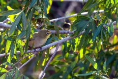 Orange River White-eye [Zosterops pallidus]