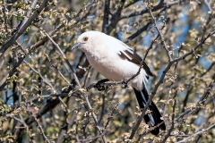 Southern Pied Babbler [Turdoides bicolor]