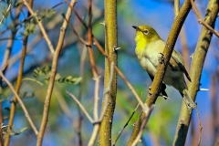 Orange River White-eye [Zosterops pallidus]