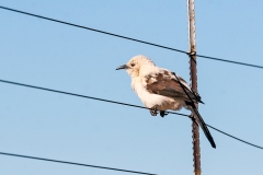 Southern Pied Babbler [Turdoides bicolor]