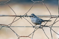 Chestnut-vented Warbler [Curruca subcoerulea subcoerulea]