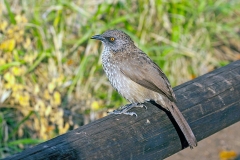 Arrow-marked Babbler [Turdoides jardineii jardineii]