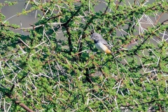 Banded Parisoma [Curruca boehmi marsabit]
