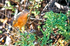 Rufous Chatterer [Argya rubiginosa rubiginosa]