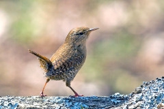 Eurasian Wren [Troglodytes troglodytes indigenus]