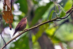 Southern House Wren [Troglodytes musculus bonariae]
