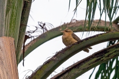 Thrush-like Wren [Campylorhynchus turdinus unicolor]