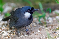 Black-throated Laughingthrush [Pterorhinus chinensis]
