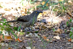 Arrow-marked Babbler [Turdoides jardineii emini]