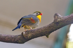 Red-billed Leiothrix [Leiothrix lutea]