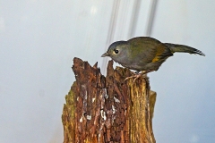 Emei Shan Liocichla [Liocichla omeiensis]