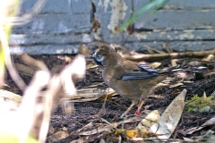 Moustached Laughingthrush [Ianthocincla cineracea]