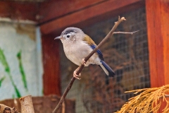 Blue-winged Minla [Actinodura cyanouroptera]