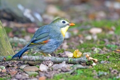 Red-billed Leiothrix [Leiothrix lutea]