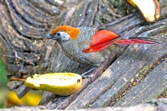 Red-tailed Laughingthrush [Trochalopteron milnei]
