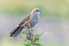 Black-lored Babbler [Turdoides sharpei sharpei]